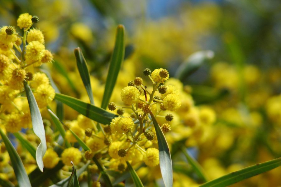 Mimosas - Creixell - Tarragona - Catalunya